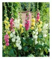 Stockrosen-Malven-Mischung, 3 Pflanzen Alcea rosea 'Pleniflora'