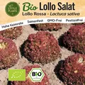 Lollosalat Samen (BIO) - 500 Samen Salatsamen Pflücksalat Lollo
