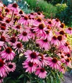 BALDUR Garten 9x Echinacea purpurea, Pflanzen im 9x9 cm-Topf, Purpuroter Sonnenhut, 4-6 Pflanzen pro Quadratmeter, bienen- & schmetterlingsfreundlich, winterharte Staude, mehrjährig, blühend