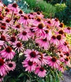 BALDUR Garten 9x Echinacea purpurea, Pflanzen im 9x9 cm-Topf, Purpuroter Sonnenhut, 4-6 Pflanzen pro Quadratmeter, bienen- & schmetterlingsfreundlich, winterharte Staude, mehrjährig, blühend