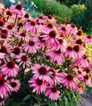 BALDUR Garten Echinacea purpurea,9 Pflanzen