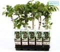Trauben-Kiwi Ken's Red 70 cm Actinidia arguta Kens Red - Zwerg-Kiwi - weibliche