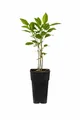 Actinidia arguta Ken’s Red – Zwerg-Kiwi weiblich, 60–70 cm – Selbstfruchtbare Mini-Kiwi mit roten Früchten – Winterhart & robust – Obstpflanze für Garten, Terrasse & Kübel