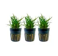 Aquaone Wasserpflanze Aquarium Pflanze 3 Stück Eriocaulon sp. 'Vietnam' Topf Nr.391A