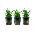 Aquarium Pflanze 3 Stück Eriocaulon sp. 'Vietnam' Wasserpflanzen AquaOne Nr.391A