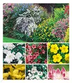 BALDUR Garten Hecken-Kollektion, 11 Pflanzen Bartblume, Großblumiges Johanniskraut, Deutzie, Brautspiere und Weigelie, winterhart, pflegeleicht, blühend