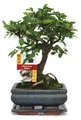 Bonsai Chinesische Ulme - Ulmus parviflora - ca. 6 Jahre - Kugelform