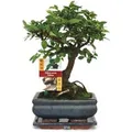 Exotenherz Bonsai Chinesische Ulme Ulmus Parviflora ca. 6 Jahre Kugelform
