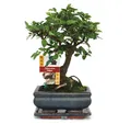 Exotenherz Zimmerpflanze Bonsai Chinesische Ulme - Ulmus parviflora - ca. 6 Jahre - Kugelform