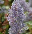 Säckelblume Glorie Versailles 40-60cm - Ceanothus delilianus