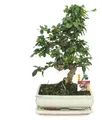 Bonsai Fukientee - Carmona microphylla - ca. 10 Jahre