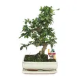 Exotenherz Zimmerpflanze Bonsai Fukientee - Carmona microphylla - ca. 10 Jahre