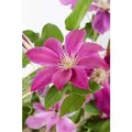 Clematis Hybrid Comtesse De Bouchaud Rosa Blüten 150–200 cm