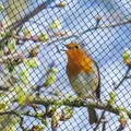 Gartennetz Teichnetz 5 x 7,5m Vogelschutznetz Laubschutznetz Obstbaumnetz Schutznetz sehr stark 20 g/m2