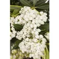 Pieris Japonica Debutante Japanische Lavendelheide Weiß 20–25 cm