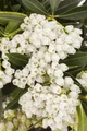 Pflanzen für Dich Gehölze Pieris japonica Debutante, 1 St., Japanische Lavendelheide, Lavendelheide