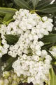 Pieris japonica 'Debutante', Japanische Lavendelheide, weiß, 20–25 cm
