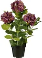Mica Decorations Kunstpflanze Hortensie im Topf violett Ø 40 x 65 cm  Pflanze