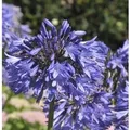 Schmucklilie Blue Umbrella - Agapanthus africanus