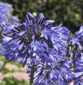 Schmucklilie Blue Umbrella - Agapanthus africanus