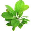 Dennerle Plants Aquariumpflanze Echinodorus Dschungelstar Nr.2Kl.Bär XXL Pflanze