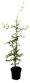 Pflanzen für Dich Baum Fagus sylvatica, 1 St., Rotbuche, Gemeine Buche, Europäische Buche, glänzend, herbstfärbung