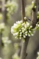 Pflanzen für Dich Gehölze Cercis chin. Shirobana, 1 St., Chinesischer Judasbaum