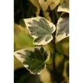 Hedera Algeriensis Gloire De Marengo Efeu Grün-Weiß 40–60 cm
