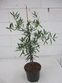 Steineibe - Podocarpus elatus - 40-60cm