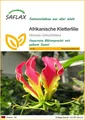 SAFLAX Blumensamen SAFLAX - Afrikanische Kletterlilie - 15 Samen - Gloriosa