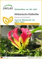 SAFLAX - Afrikanische Kletterlilie - 15 Samen - Gloriosa rothschildiana