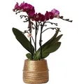 Kolibri Orchids Lila Phalaenopsis Orchidee Morelia & Groove Ziertopf Gold Topfgröße 9cm 40cm Hoch