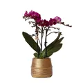 Exotenherz Zimmerpflanze Lila Phalaenopsis Orchidee Morelia+Groove Ziertopf gold 9cm 40cm hoch