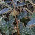 2 x Wintergrüne Ölweide - Elaeagnus ebbingei | 40-60 cm in Container