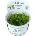 Phyllanthus fluitans 1-2-GROW! - Schwimmende Wolfsmilch