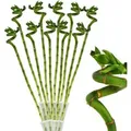 Exotenherz 10er Set Glücksbambus Lucky Bamboo Spiralförmig im Röhrchen Dracaena Sanderiana ca. 40 cm Hoch