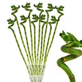 10er Set Glücksbambus 'Lucky Bamboo' spiralförmig im Röhrchen Dracaena Sanderiana ca. 40 cm hoch