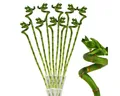 Exotenherz Zimmerpflanze 10er Set Glücksbambus 'Lucky Bamboo' spiralförmig im Röhrchen ca. 40cm