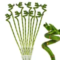 10er Set Glücksbambus 'Lucky Bamboo' - spiralförmig - im Röhrchen - 40cm