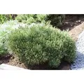 Pinus Mugo Pumilio Bergkiefer Kompakt 25–30 cm