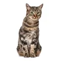 Katzen Aufkleber I niedlicher Sticker für Tier-Freunde I Braun getigert I lebensecht groß I Dekorations-Idee I permanenthaftend I selbstklebend I Wandtattoo I dv1030