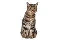 younikat Aufkleber Katzen-Aufkleber in verschiedenen Motiven