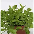 Waldehrenpreis - Veronica officinalis