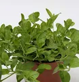 Waldehrenpreis - Veronica officinalis - lebende Gartenpflanze aus den Baumschulen
