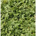 Fiederpolster - Leptinella dioica