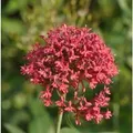 Spornblume Coccineus - Centranthus ruber
