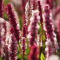 6 x Knöterich - Persicaria affinis 'Superba' | Topf 9cm x 9cm