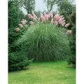Cortaderia Selloana Rosea Pampasgras Rosa 3-5 Liter Container