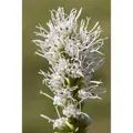 Liatris Spicata Alba Prachtscharte Ca. 9x9 cm Topf