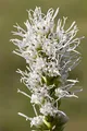 Liatris spicata 'Alba' 9x9 cm Topf – Winterhart, Mehrjährig, Pflegeleicht – Prachtscharte – Staude für Beet & Rabatte